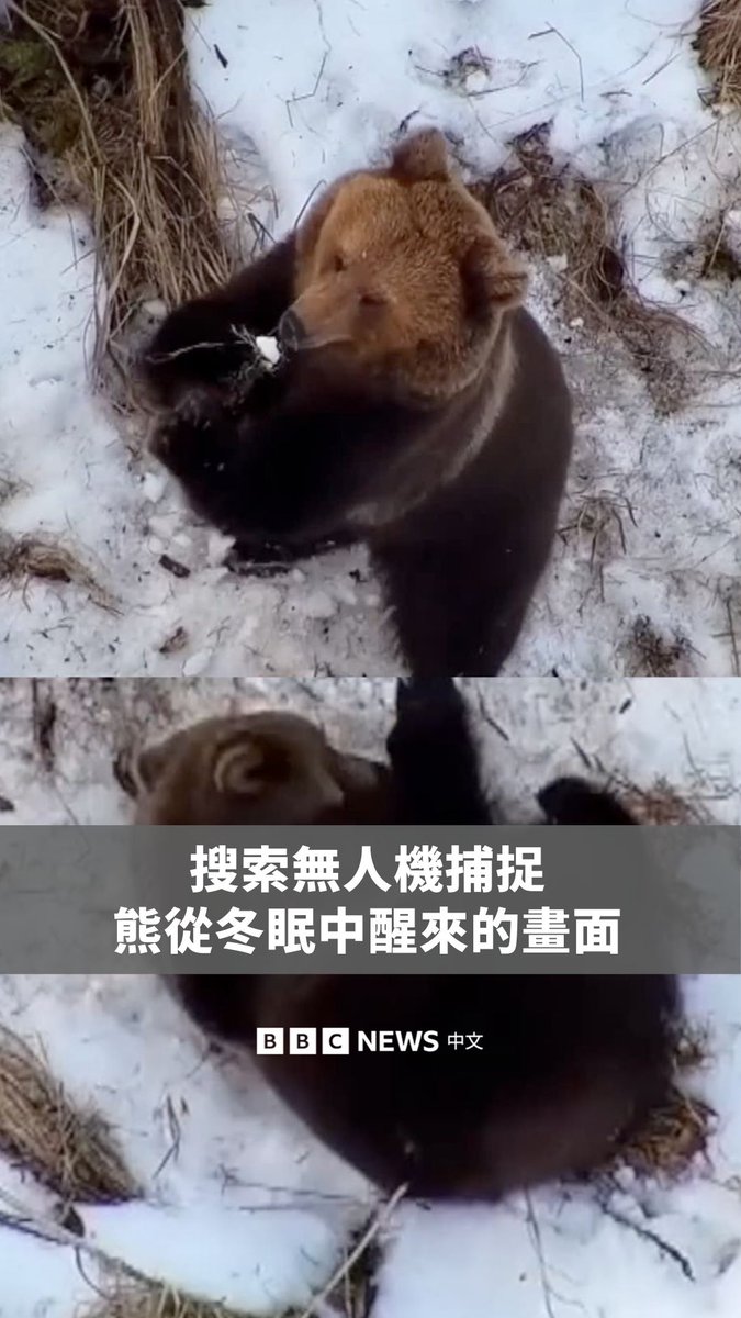 一架无人机上周末在爱沙尼亚的森林中寻找一名失踪男子时,意外捕捉到了熊从冬眠中醒来的画面。根据爱沙尼亚环境局的资料,熊通常在三月底左右醒来。 非营利组织“MTÜ L.E.I.A”指出,失踪者的具体位置仍然不明。