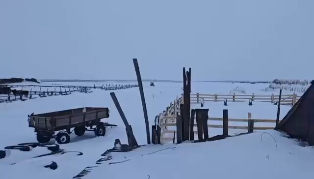 Подогнали прицепы для вывоза трупов. Полицаи и чинуши снова приехали к крестьянам массово убивать здоровых коров. На этот раз в с. Чернокурья Новосибирской области. За то по соседству продолжает работать ЗАО «Племзавод „Ирмень“», который возглавляет депутат заксобрания Новосибирской области от «Единой России» Олег Бугаков. Там чинуши животных не трогают 18+ ДАННЫЕ МАТЕРИАЛЫ (ИНФОРМАЦИЯ) ПРОИЗВЕДЕНЫ, РАСПРОСТРАНЕНЫ И (ИЛИ) НАПРАВЛЕНЫ ИНОСТРАННЫМ АГЕНТОМ СТУПИНЫМ ЕВГЕНИЕМ ВИКТОРОВИЧЕМ, ЛИБО КАСАЕТСЯ ДЕЯТЕЛЬНОСТИ ИНОСТРАННОГО АГЕНТА СТУПИНА ЕВГЕНИЯ ВИКТОРОВИЧА Подтверждаются самые худшие опасения. По всей видимости массовое уничтожение коров в регионе идет не для реальной борьбы с вирусом, а для агрессивного захвата рынка представителем правящего класса. Молоко депутата, надоенное по соседству с хозяйствами, где якобы бушуют то ли ящур, то ли пастереллез, то ли чума (единую версию чинуши так и не придумали), свободно прямо сейчас продается в магазинах. Чинушам и депутатам (в данном случае депутат Бугаков - местный олигарх) плевать на фермеров, плевать на уже начавшийся рост цен на говядину, про животных тут и речи нет, их волнует только собственная прибыль. Помните цитату у Карла Маркса: «Нет такого преступления, на которое не рискнул бы пойти капитал при 300 % прибыли»