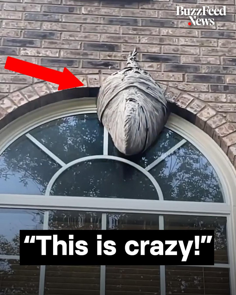 Giant Wasp Nest Removal