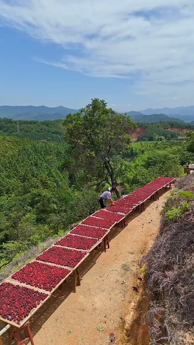 Witness the beauty of rural China. Rural guardian Shen Dan picks fresh red bayberries to make traditional preserves. Pure nature, simple life. #RuralLife #ChinaVillage #HomemadeFood #SimpleLiving