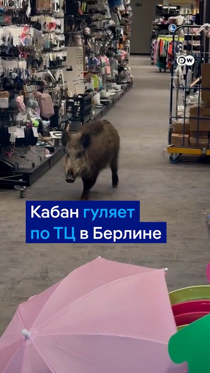 Кабан проник в торговый центр в Берлине и задумчиво бродил между полок несколько часов. Полицейская операция по вызволению животного была непростой, но в итоге кабан устремился на волю, а сотрудникам магазина на память остались только запах и беспорядок