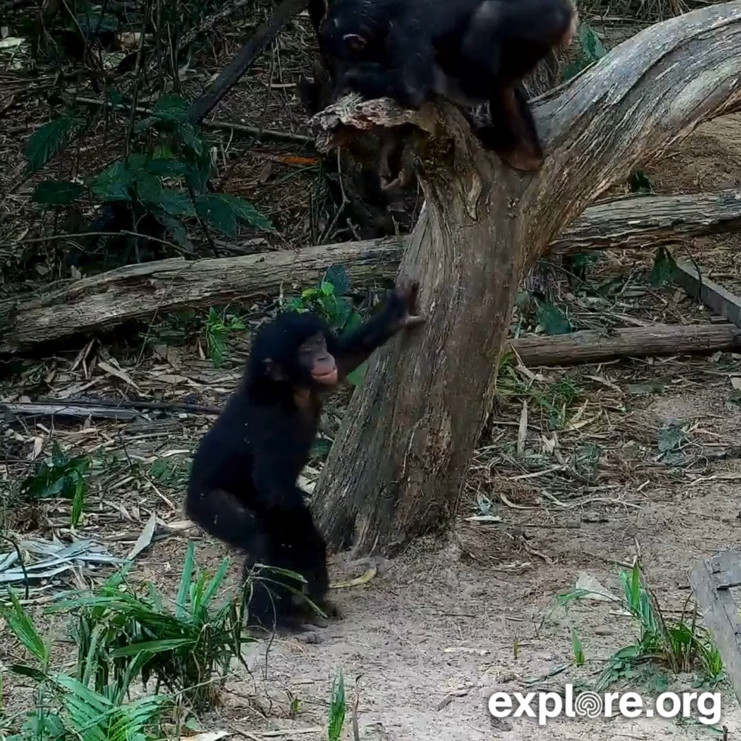 The bonobo babies on our live cam are giving major sibling energy.