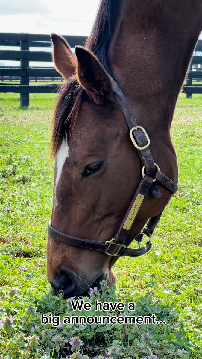 🎀 SPECIAL DELIVERY 🎀 MG1W CLAIRIERE welcomed her highly anticipated first foal — a stunning filly by NYQUIST 😍 @darleyamerica TDN Hill 'n' Dale Farms Joel Rosario