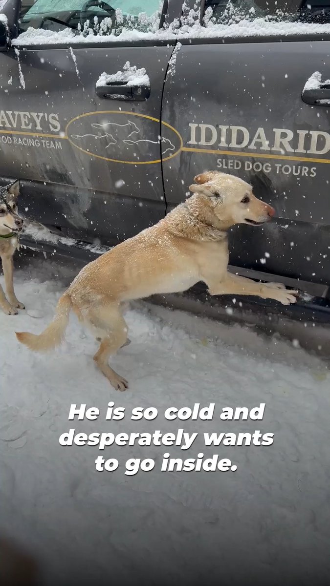 The dogs running the Iditarod just want the same love, comfort, and peace any dog wants. But instead, they’re forced to push their bodies past their limits in the grueling cold for days on end.