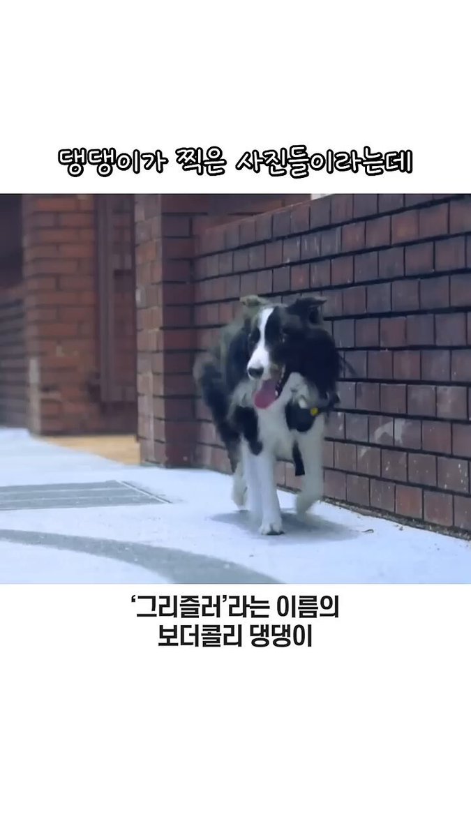 📌세계 최초 댕댕이가 찍은 사진들🔥 (출처:먼지박사)