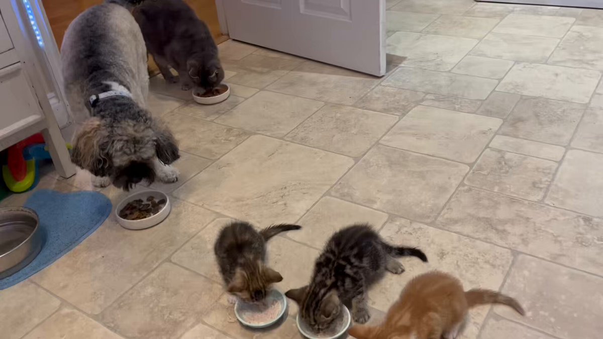 Friends! It’s #mothersday here in the UK and we are sending love to all Mums 🌺 It’s often Mums that keep the family running smoothly and they deserve to be loved and appreciated 🌺 We are sharing a Throwback video this morning, to when Baby Dog and I became Surrogate Mums to 3 tiny kittens! It turned our world upside down, but we knew we had to look after them to the best of our ability - and we did ❤️