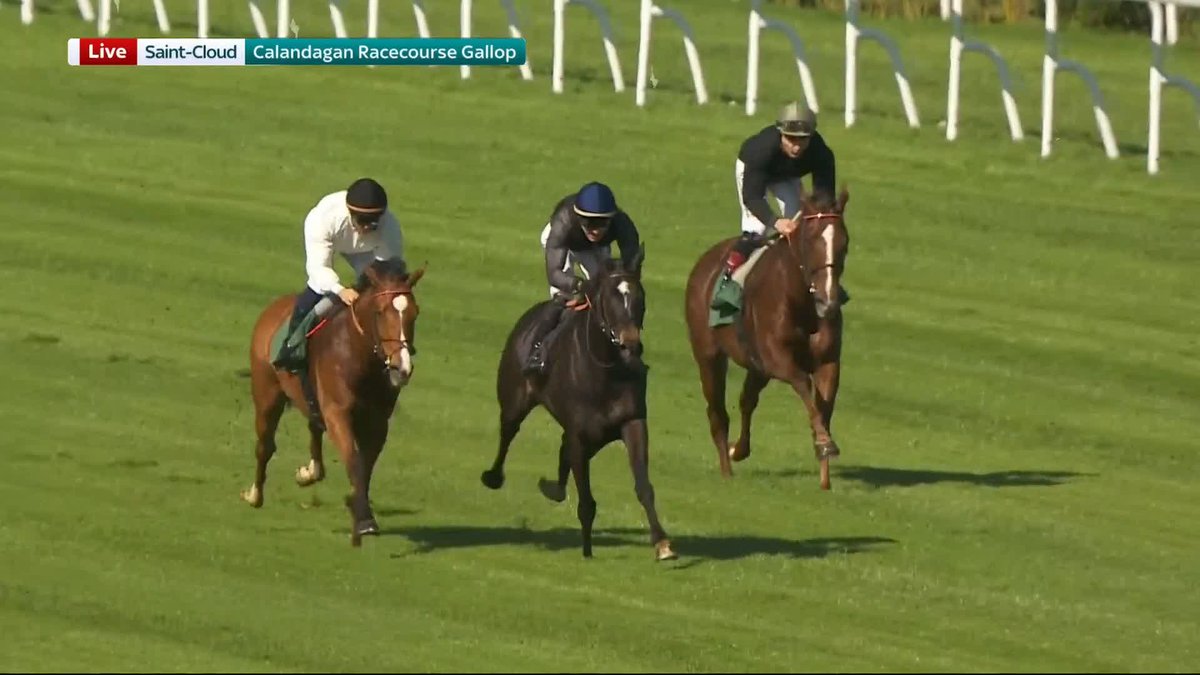 Calandagan 💚❤️ Great to see the Japan Cup hero (white jacket) being put through his paces at Saint-Cloud... #ジャパンカップ #カランダガン #競馬