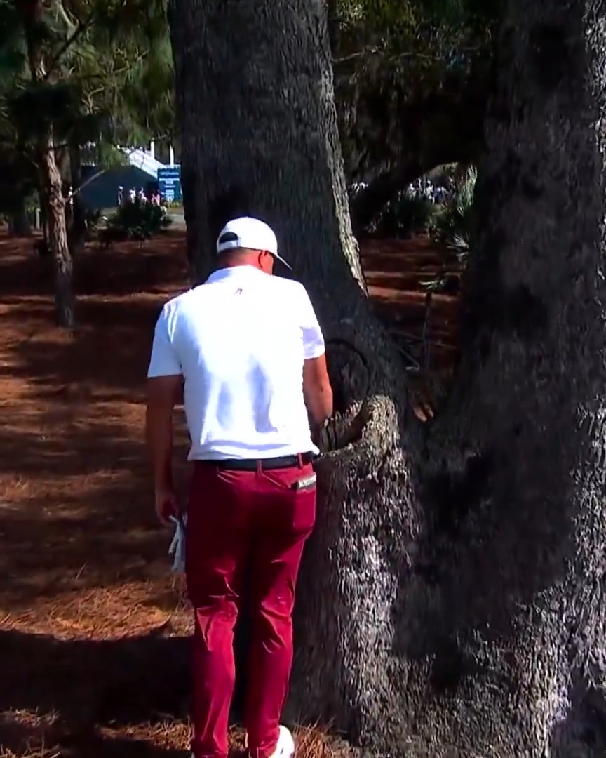 It landed in the TREE?! What are the odds? 🤯