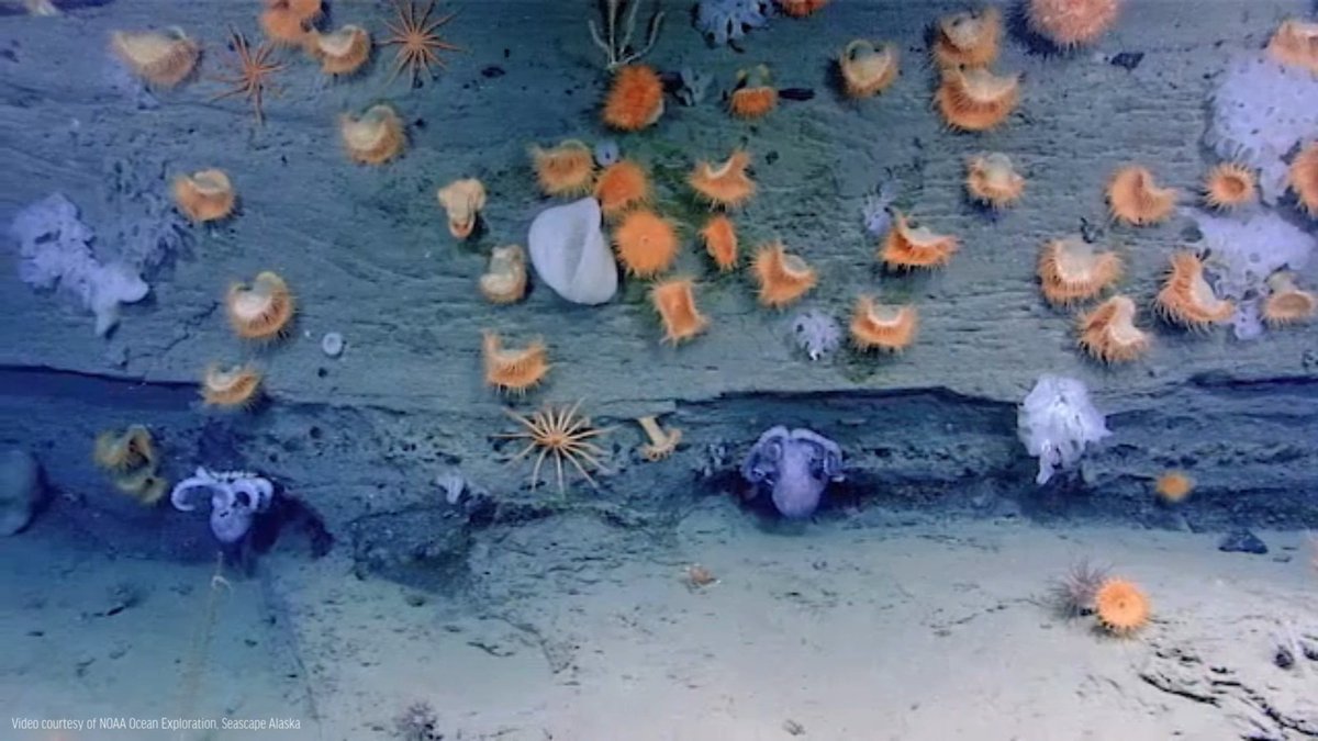 Alaskan waters are one of the least-explored areas in the U.S. But where researchers have gone, they’ve found unique ecosystems like this fragile deep-sea octopus nursery. Defend the deep by telling the U.S. government NO to ocean mining off Alaska: