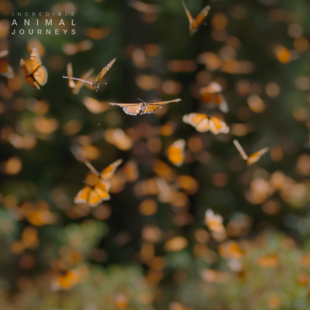 Spring has sprung, and so have the monarchs! 🦋☀️ #IncredibleAnimalJourneys is now streaming on Disney+.