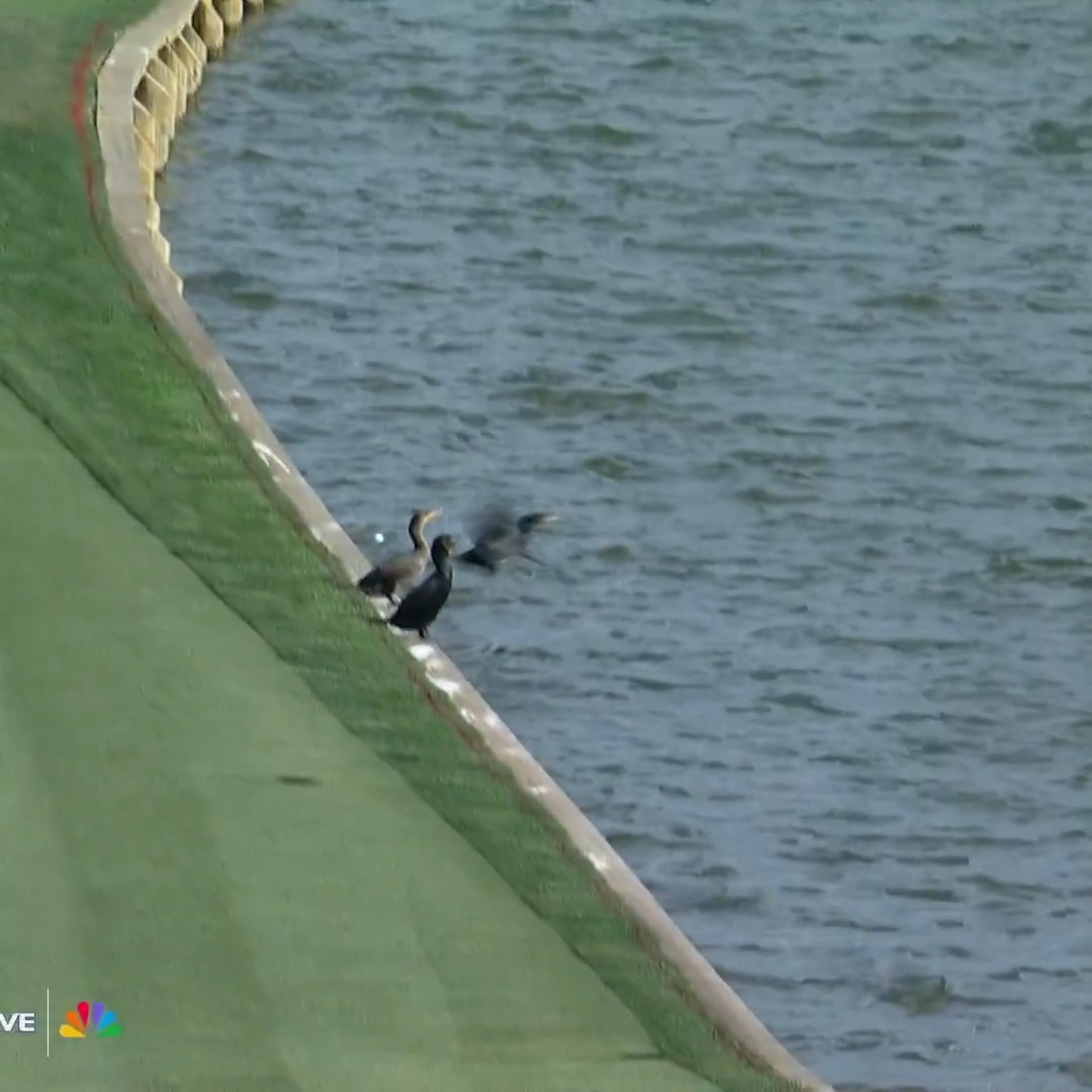 A BIRD ALMOST SAVED HIS BALL FROM THE WATER. 🐤😳 📺 THE PLAYERS on NBC & Peacock
