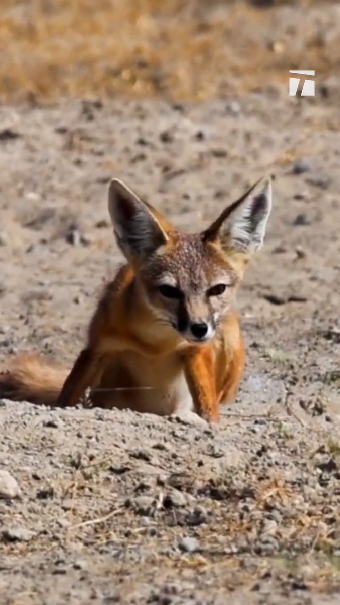 This fox has mastered the art of desert survival 🦊😉 Jannik Sinner | #tennisparadise