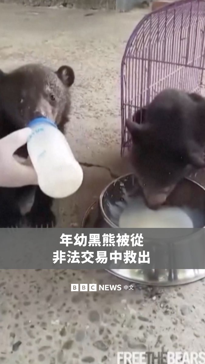 一对两个月大的年幼黑熊在老挝的非法野生动物交易中被救出。野生动物福利组织“Free the Bears”表示,牠们体重皆不到三公斤,是在野外活动时被从母亲身边偷走。 这些黑熊通常会被当作非法宠物走私,或被困在农场,从其胆囊提取胆汁并用于传统医学。“Free the Bears”已在30年内救援超过1,000只熊,并成立东南亚最大的熊类保护网络。