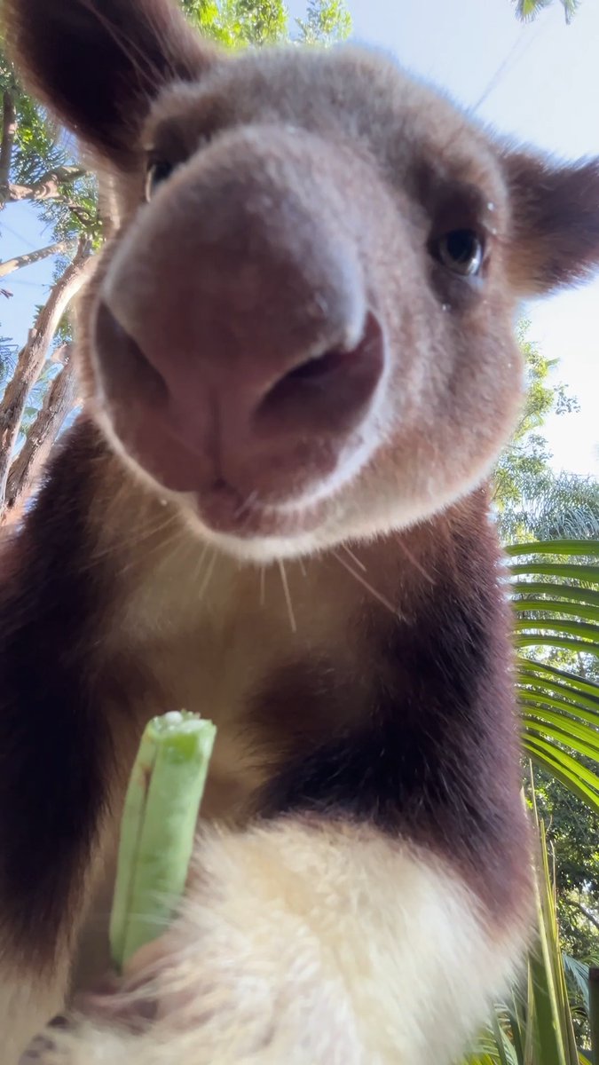 If there was a category for most boopable snoot, Muku would absolutely be an Oscar-winner 🏆 📷 Keeper Bronte