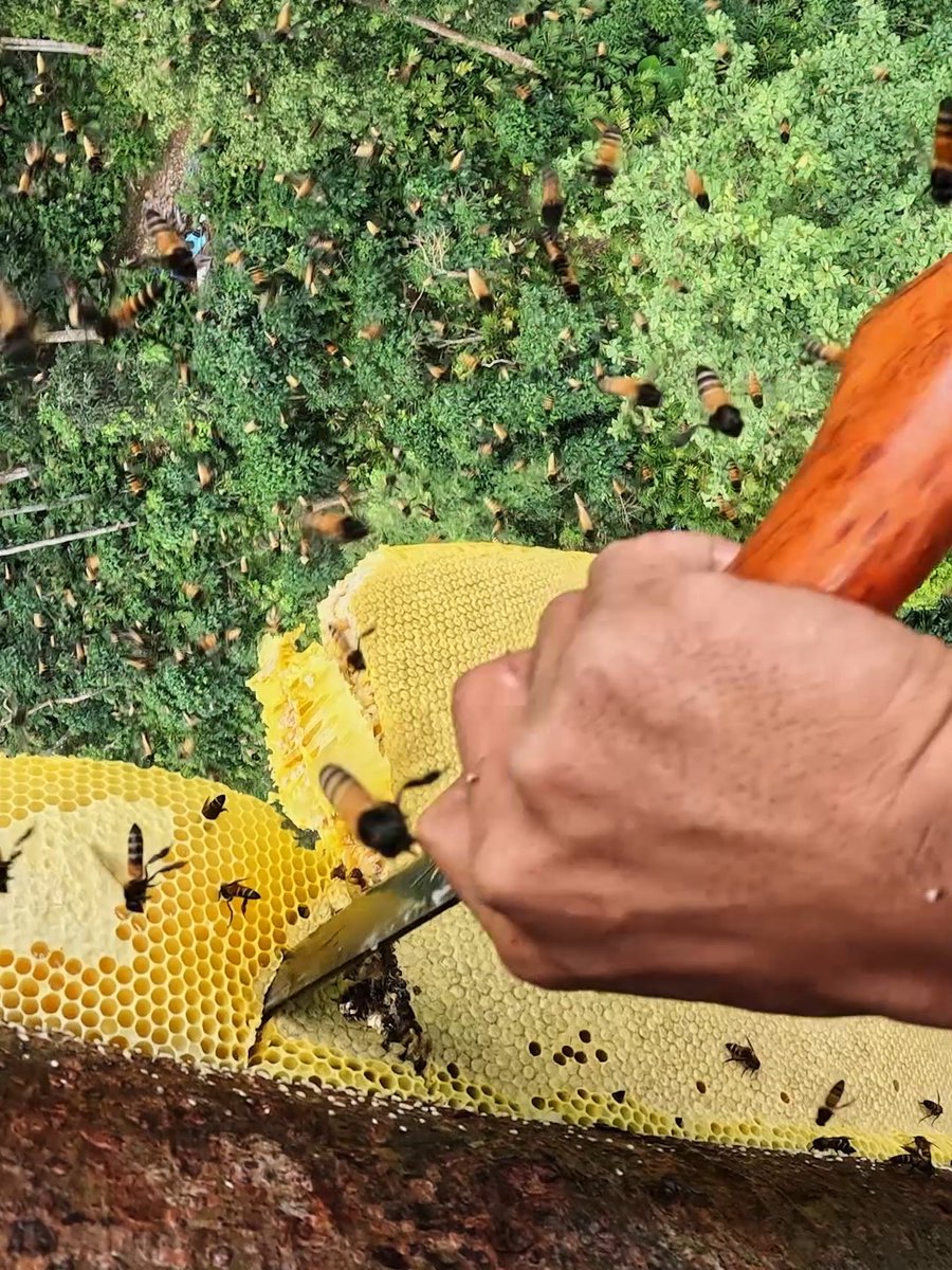 This is crazy BEEhavior 😳 Name someone who works harder than Jajang Rusmana... 🎥 Shot on #GoProHERO13 Black 👉 #GoPro #POV #Bees #Honey