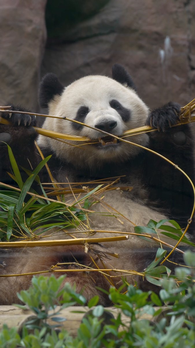 Bam-boo yah, it’s #NationalPandaDay