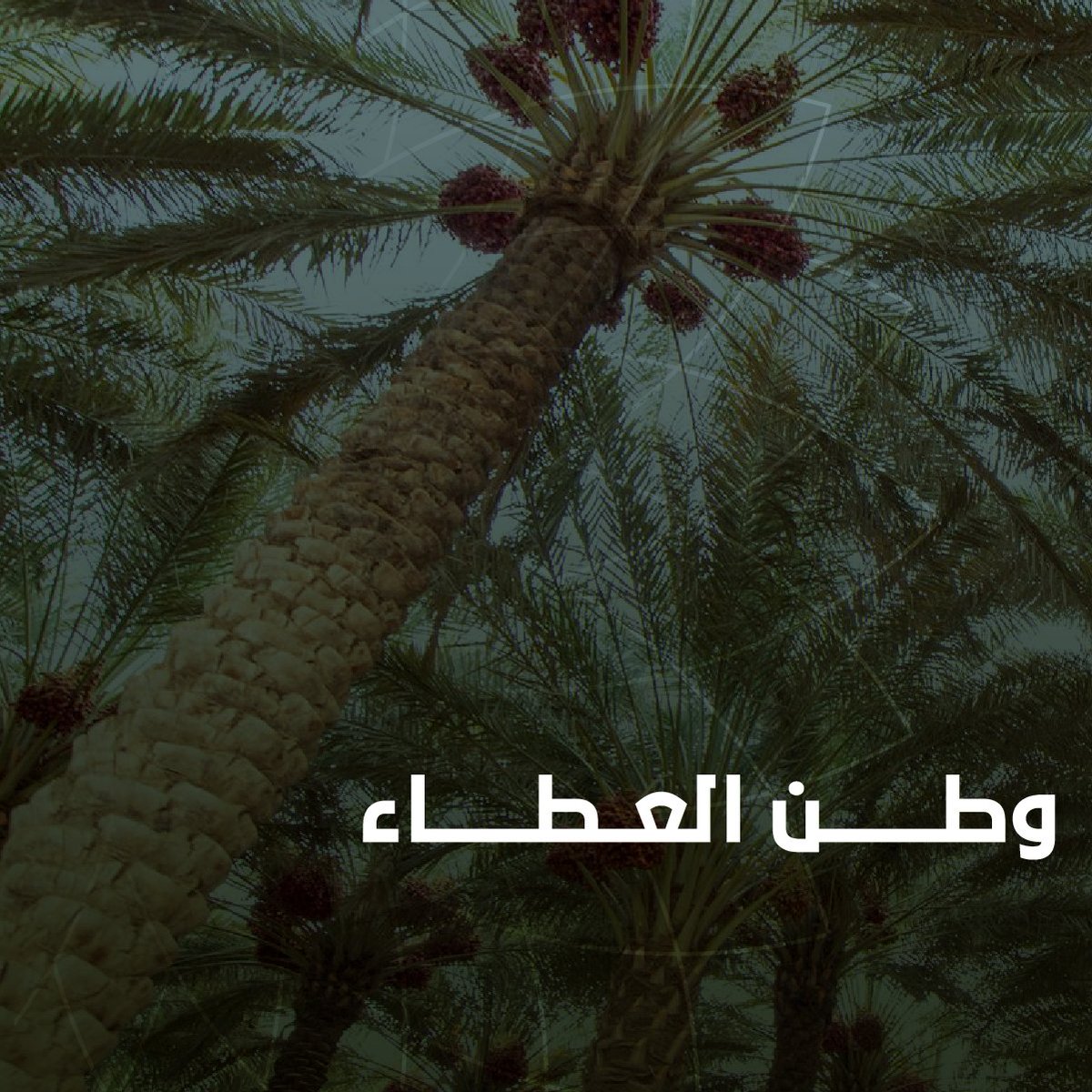 من عطاء متجذّر في المجتمع، إلى منظومة وطنية فعّالة.. رؤية السعودية 2030 نظّمت العمل التطوعي والقطاع غير الربحي.