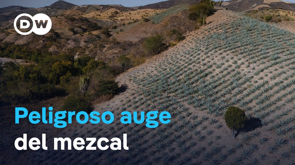 El auge del mezcal trae beneficios económicos, pero también retos ambientales El mezcal, una bebida ancestral originaria de Oaxaca en México, vive una expansión a nivel global que impulsa la economía de comunidades locales. Sin embargo, el crecimiento de las plantaciones de agave también genera presión sobre los bosques.