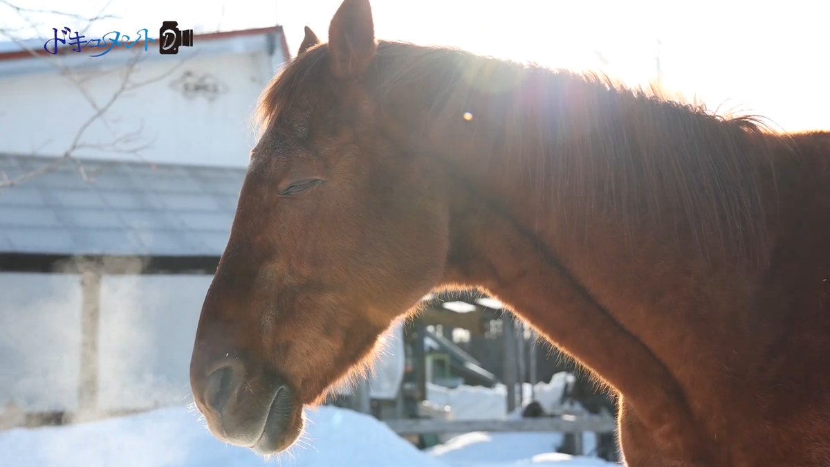 北海道幕別町で、故障や飼育放棄で行き場を失った16頭の馬と暮らす夫婦がいます。穏やかな暮らしの中、命を受け入れ、支え合う優しさを追いました。【動画本編10分5秒】 #北海道 #幕別町 #忠類 ▽フル動画と写真特集はこちらから▽