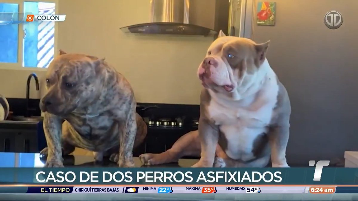 El joven Josué Alarcón denuncia la muerte de sus dos perros por asfixia y calor, luego de que quedaron dentro de su auto afuera de la estación policial de Buena Vista, en Colón, a donde él fue llevado por unidades de la Policía Nacional por supuestamente alterar el orden público. Las mascotas estuvieron encerradas durante al menos seis horas dentro del vehículo y al ser liberado las encontró sin vida.