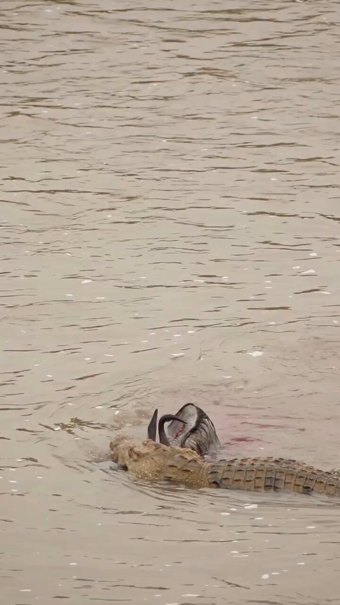 The crossing is a gamble. This is nature’s balance.