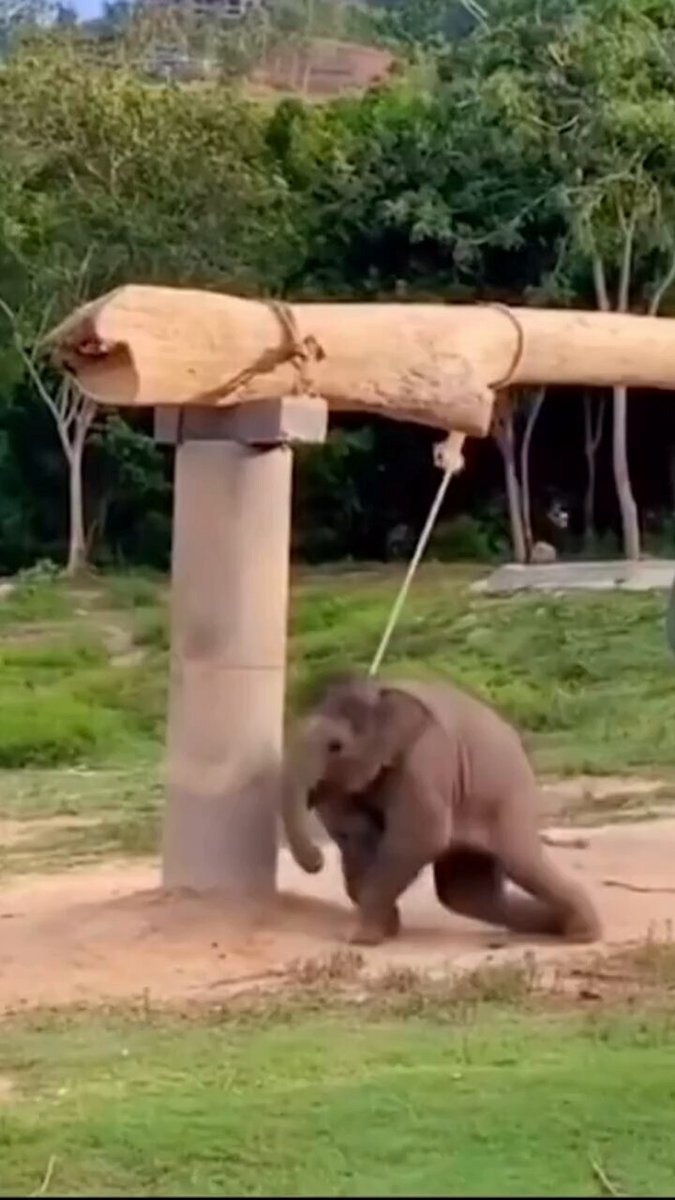 Mama to the rescue ! Love how the mom tosses the tire like get the heck out of here !! 🥰🥰