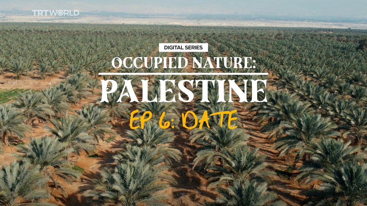 Behind that “Made in Israel” label you see on Medjool dates lies the story of years of illegal Israeli occupation. Here’s how