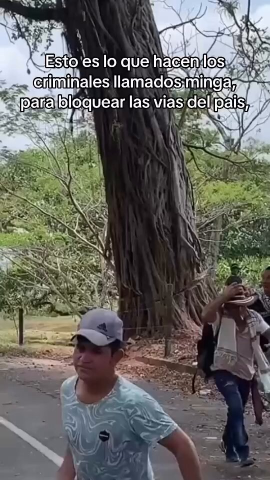 Para los que dicen y se hacen moler por el falso ambientalismo de las mingas, vean lo que hacen para bloquear una vía. Los grupos paramilitares de Iván Cepeda Castro acaban con todo: