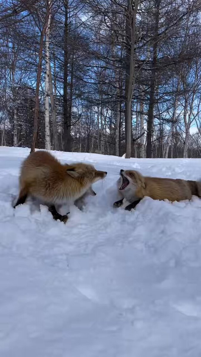 Just fox screaming