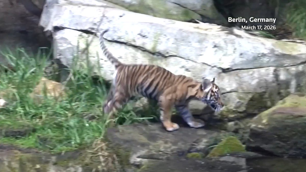 A tiger cub born on New Year’s Day 2026 is a welcome addition to the Berlin Zoo. Her mother is a critically endangered Indonesian tiger