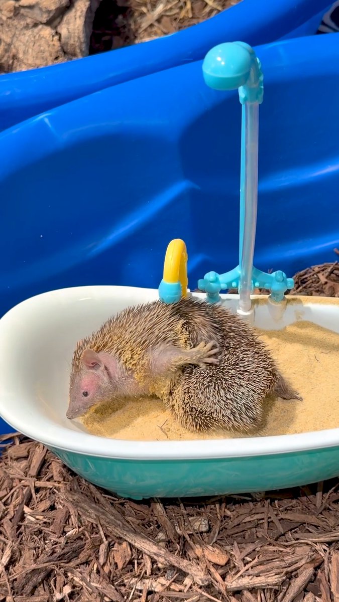 Even a monster hunting angel like Castiel needs a self-care day! 🛀🦔 Our tenrec, Castiel, takes baths with sand or dirt to keep his spines and skin clean. In the wild, this behavior also helps to remove any debris or pests!