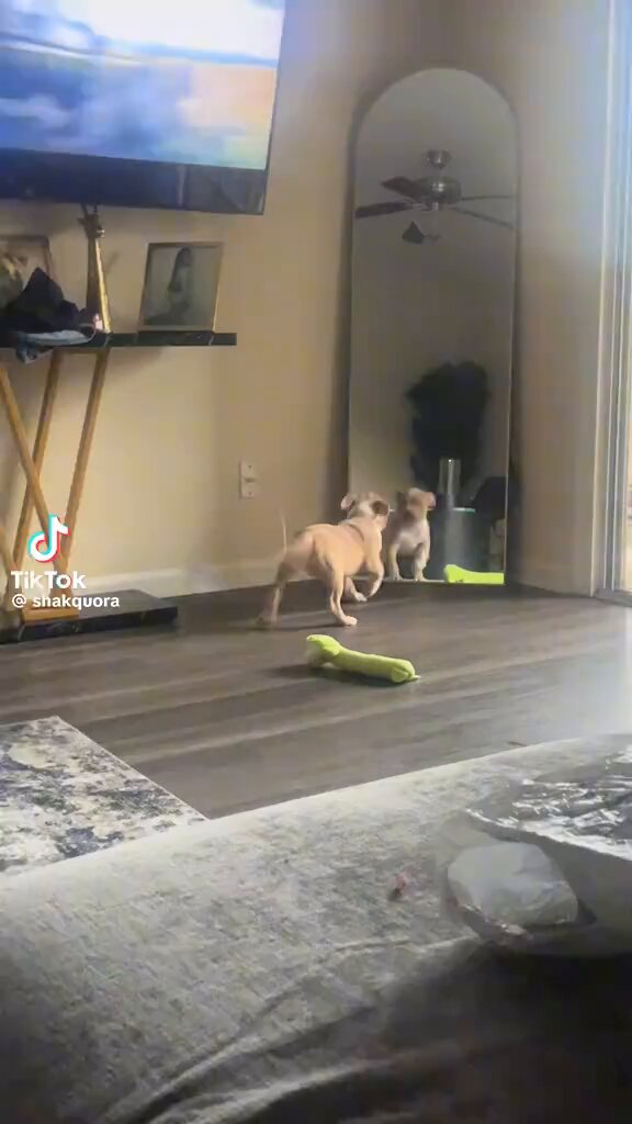 o tempo passa mas algumas coisas nunca mudam 🐶