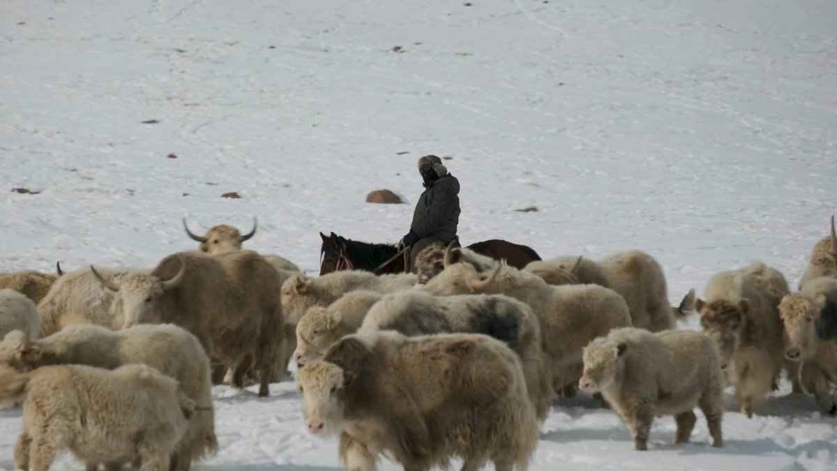 ๐ฐ๐ฌ The herders breeding white yaks in Kyrgyzstan's mountains In the remote mountains of Central Asia, a family has been breeding rare white yaks for years. The Akmatovs say their white wool is strong and easy to dye compared to the cattleโs usual dark-brown hair.
