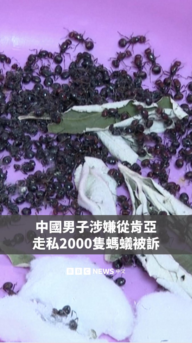 一名中国男子在肯尼亚被指控非法运输野生动物。他上周在内罗毕的机场被捕，被发现身上携带超过2000只活蚂蚁。 检察官称，27岁的张克群（音译）将部分蚂蚁装在试管中，另外一些则藏在行李中的卫生纸筒内。 警方还抓捕了另一名嫌疑人查尔斯·姆旺吉，指控他向外国走私者提供活蚂蚁。 花园蚁等蚂蚁正被越来越多的收藏者当作宠物饲养。但其受到国际生物多样性条约保护，交易受到严格监管。