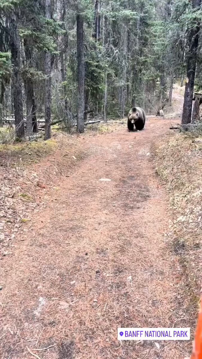 THIS IS TERRIFYING: A grizzly bear is calmly stalking him on a trail… and he’s told to stay calm, don’t run, and keep the pepper spray ready. One wrong move and it’s over. 🐻 Be honest… what are YOU doing in this moment? ⬇️ 🇺🇸
