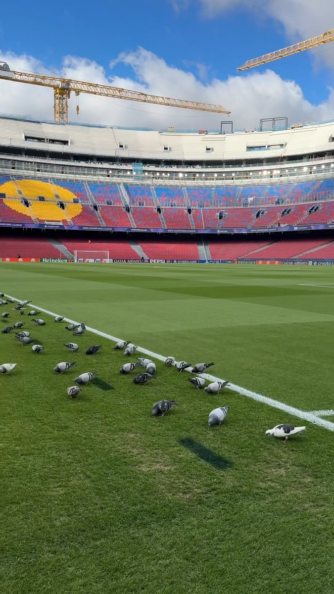 Barcelona are employing some unorthodox grounds keepers to keep the Nou Camp looking pristine 🐦