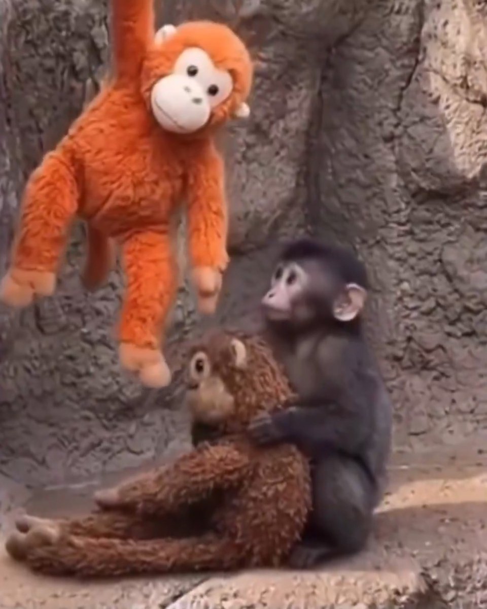 Punch’ın peluş oyuncağı yağmurda kirleniyor. Yeni, temiz bir tane veriyorlar ama o eskisini bırakmıyor...