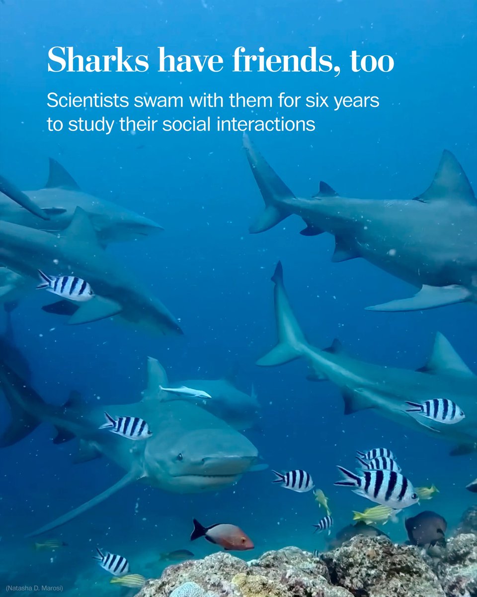 Even the ocean’s most aggressive sharks can make friends, a new study found. Researchers say both sexes preferred to socialize with female sharks, but on average, males had more social connections: