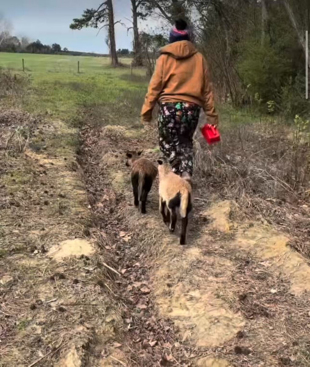 My wife and daughter introducing our bottle babies to the flock.