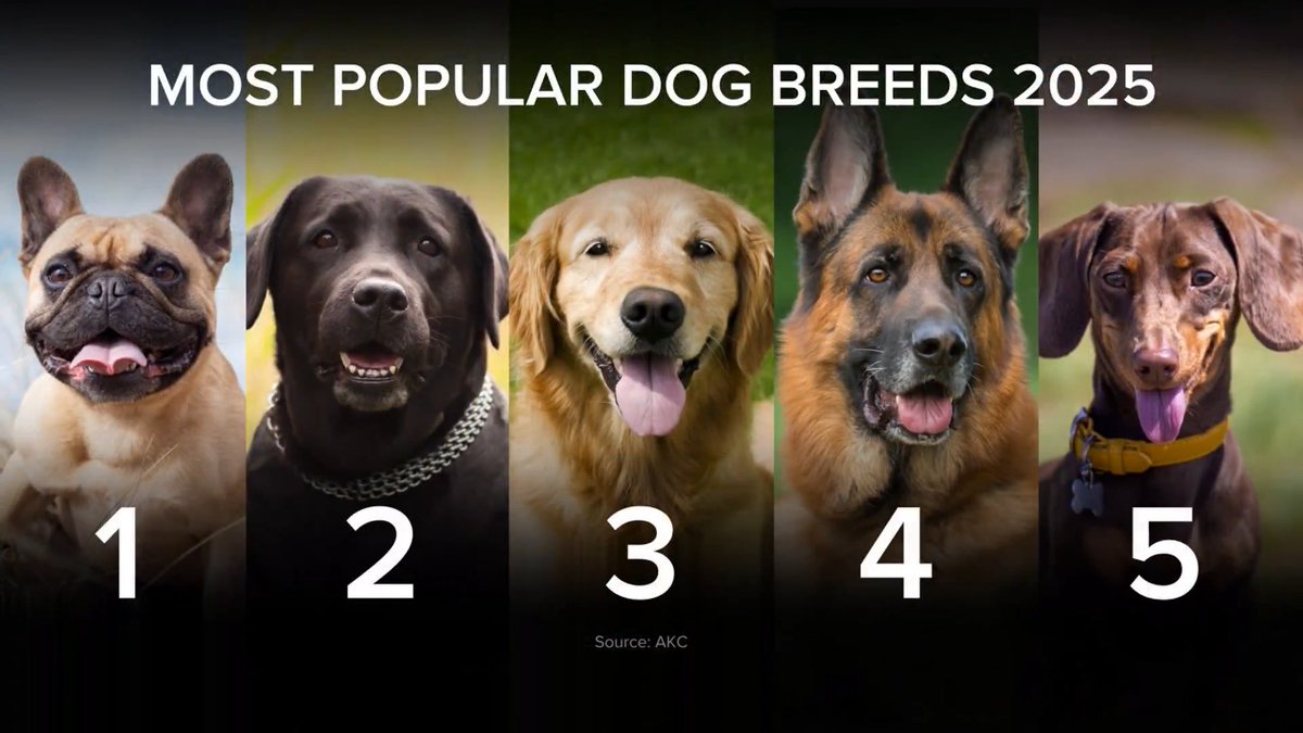The American Kennel Club revealed its most popular breeds of 2025. The French Bulldog remains No. 1 for the fourth year in a row, and the dachshund climbed in the rankings. David Muir has details on the top dogs – including the German shorthaired pointer.