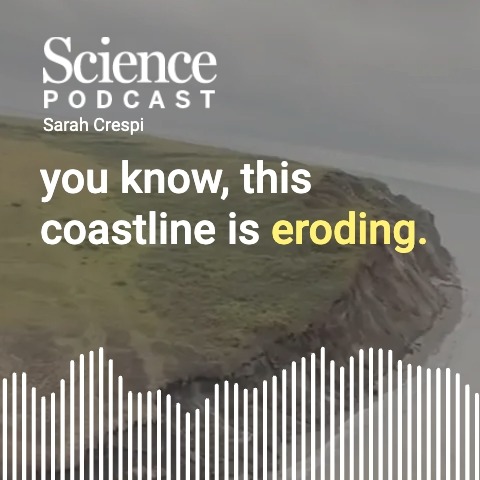 In Cape Blossom, Alaska, the receding coastline has revealed an ancient trove of glacial ice that may have survived for 350,000 years—making it the oldest ice in the Northern Hemisphere. Now researchers just need to figure out how to date it. 🎧 Learn more in the latest #SciencePodcast🎙️: