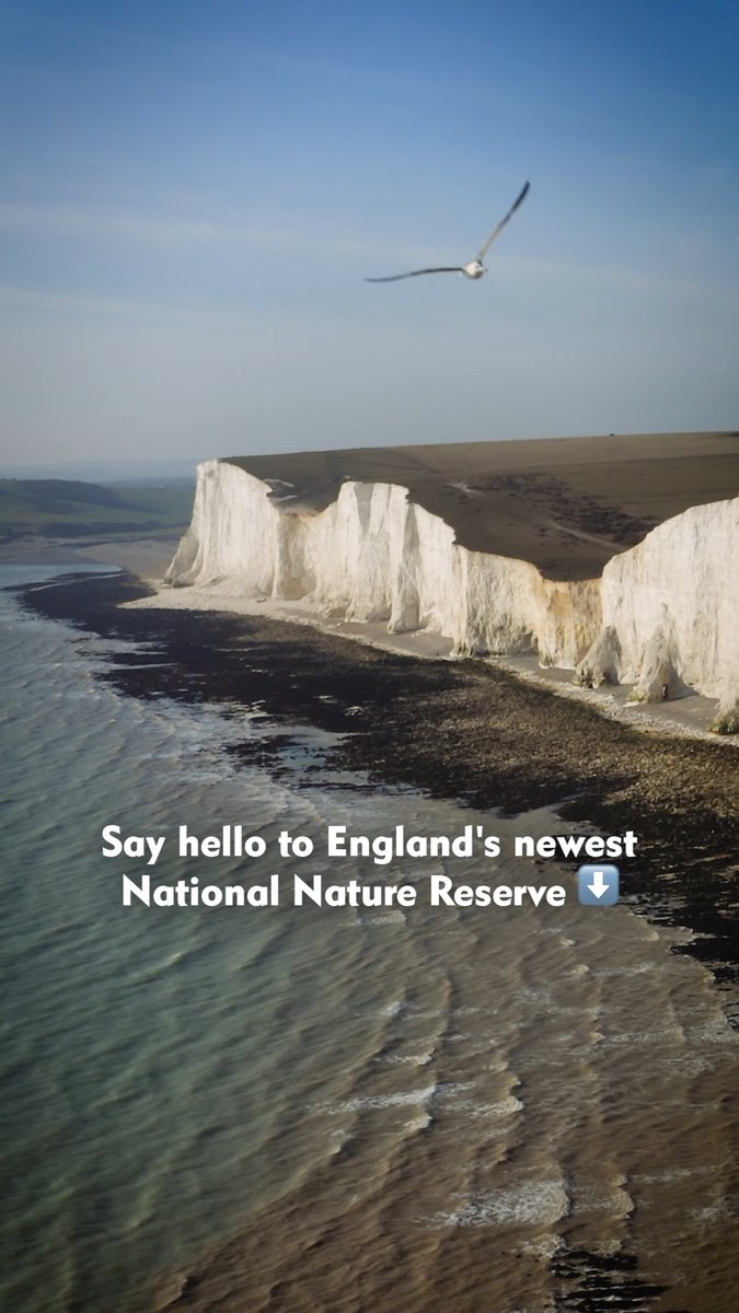 Today we celebrate the declaration of the Seven Sisters #NationalNatureReserve (NNR). 🎉 1,500 hectares of globally rare habitats and wildlife better protected for nature and people. This marks the halfway point in the King's Series of NNRs. 25 by 2028.