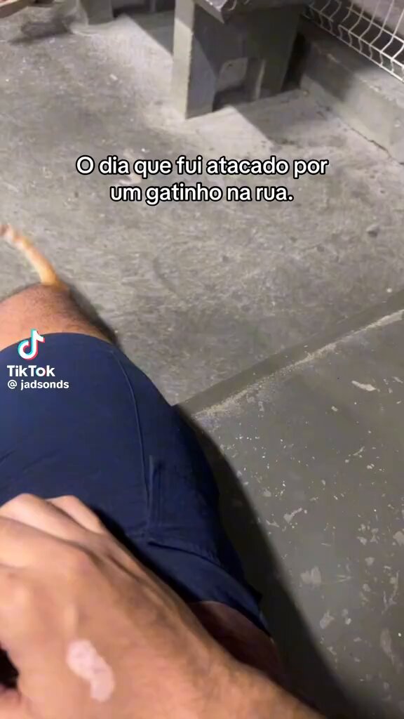 o gato acordou e decidiu: hoje vou dar o meu máximo pra ser adotado 🐈