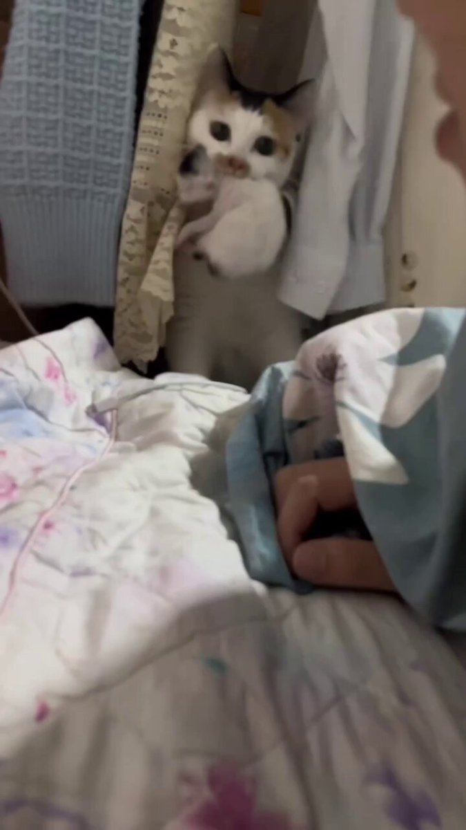 Mama cat introduces her newborn kittens to her favorite hooman..🐈🐾❤️