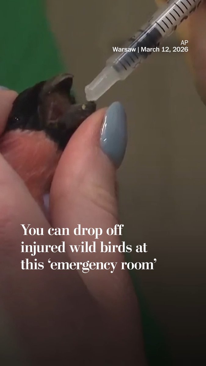 The Warsaw Zoo in Poland opened the “Bird Asylum,” which they describe as “the equivalent of a human emergency room,” for wild birds. Locals can bring injured birds to the drop-off center, which then alerts veterinarians to collect and treat the birds.