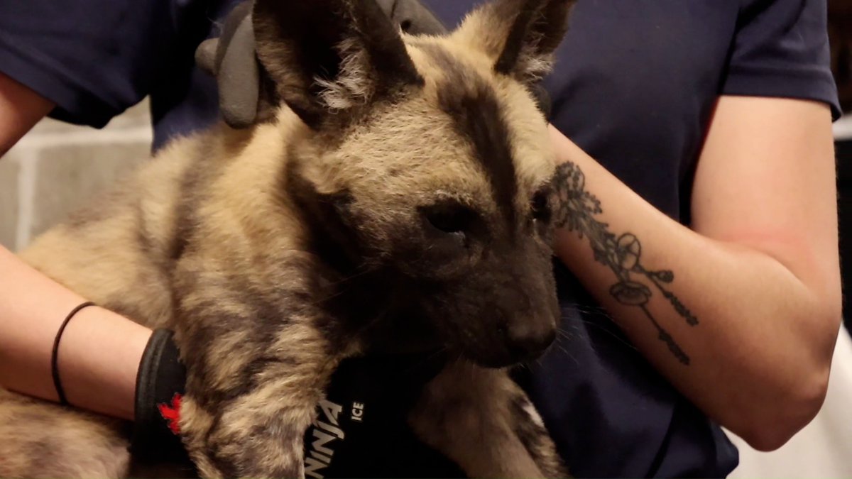 PUPdate: It's time for vet checks! 🩺💗 Our resident African painted dog pups recently had their 3-month vet check from the Zoo’s Animal Health Team. Mopani, Kambala, Karroo and Teak received full physical exams and their second round of puppy vaccines!