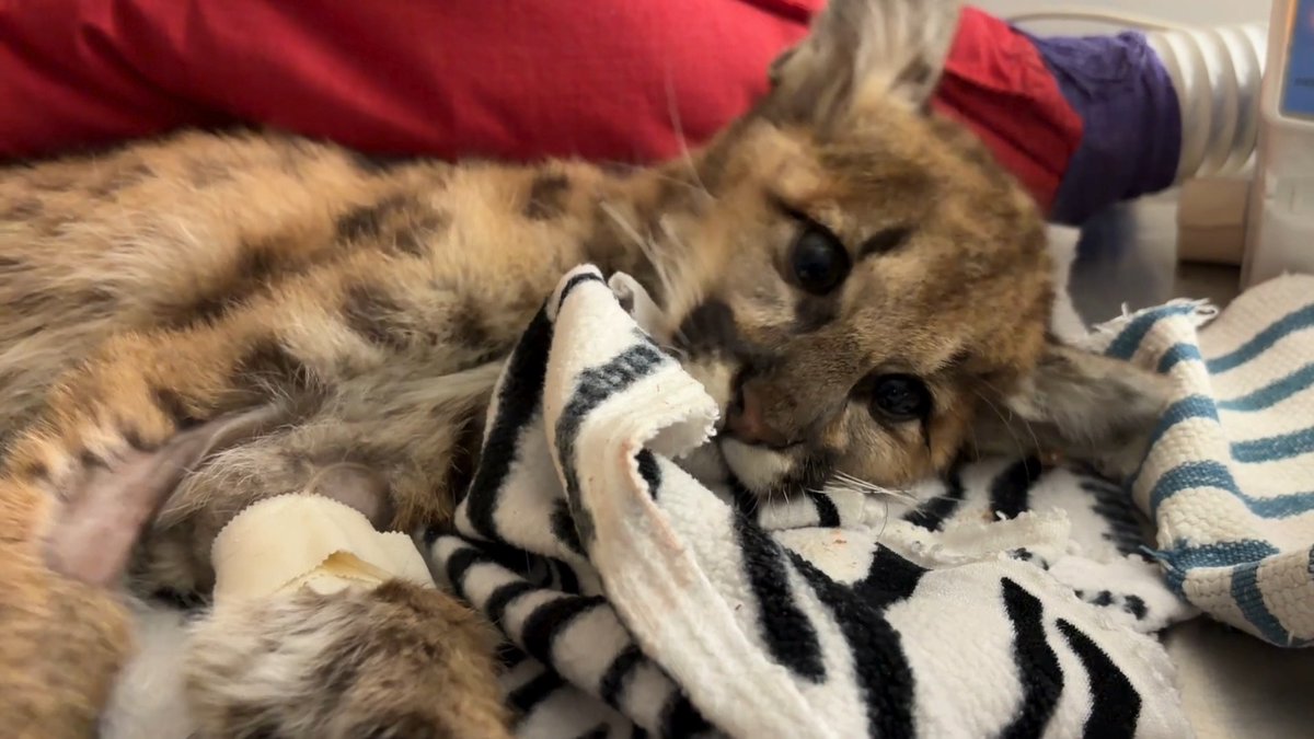 Clover is making good progress, sound on for her tiny noises. 💚 When a kitten is found alone, it means the mother couldn’t return, often due to preventable human‑wildlife conflict. This is why protecting adult mountain lions is critical for the species’ future. 📸: Keeper Nikki