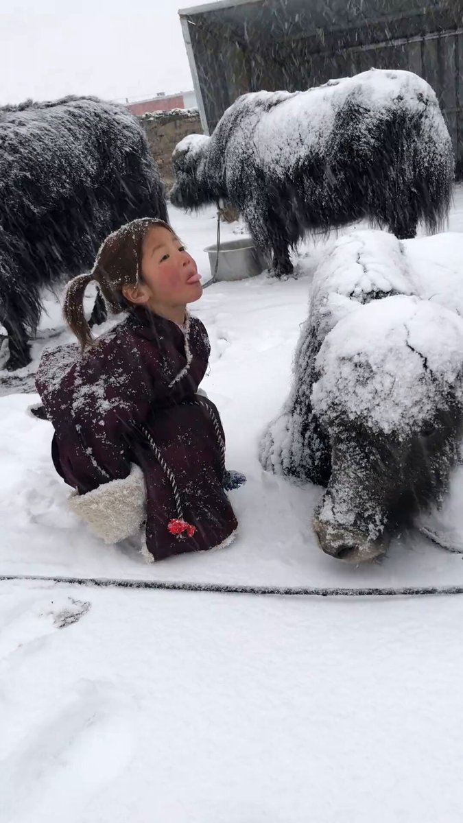 tibtan girls friend yak treated her to ice cream from its ear.