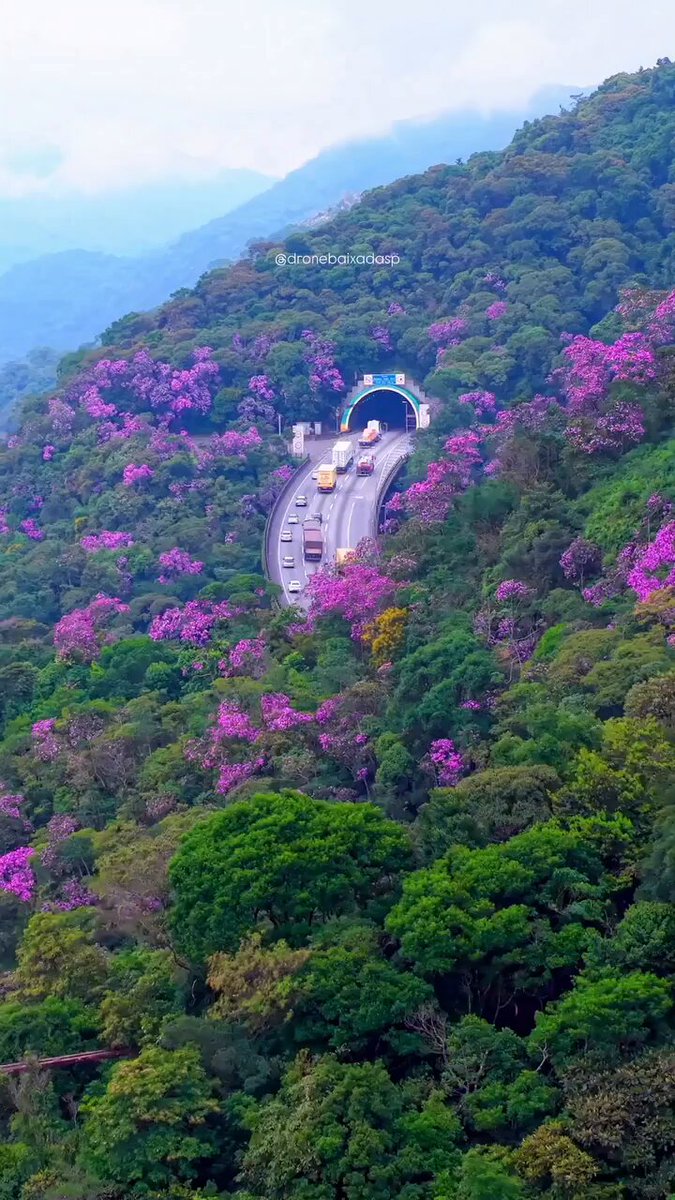 Immigrantes Highway — one of the most beautiful in Brazil, during the manacá flower season.