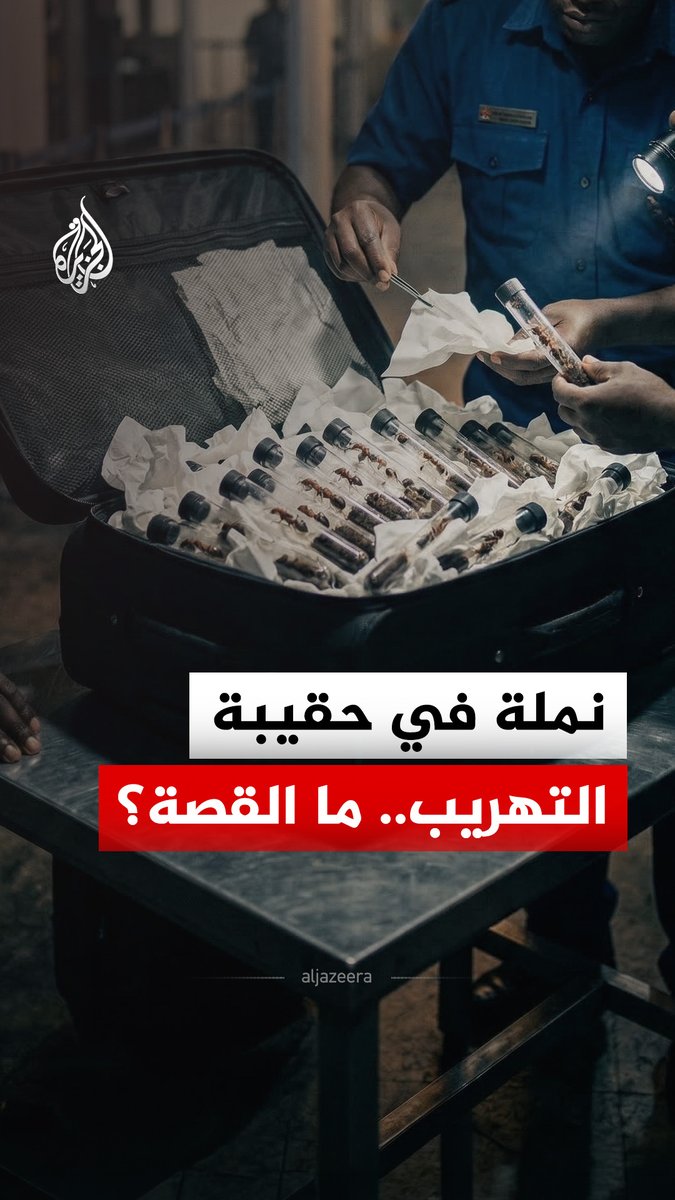 السلطات الكينية تعلن إحباط محاولة لتهريب أكثر من 2200 نملة من نوع "الحاصد الإفريقي".. فما القصة؟ وما سبب تهريب هذه الفصيلة تحديدًا؟ #الجزيرة_رقمي